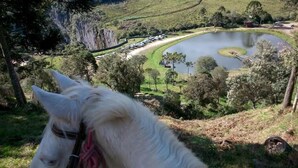 A horse's head in the foreground with a view of a lake, trees, and a parking area in the background.