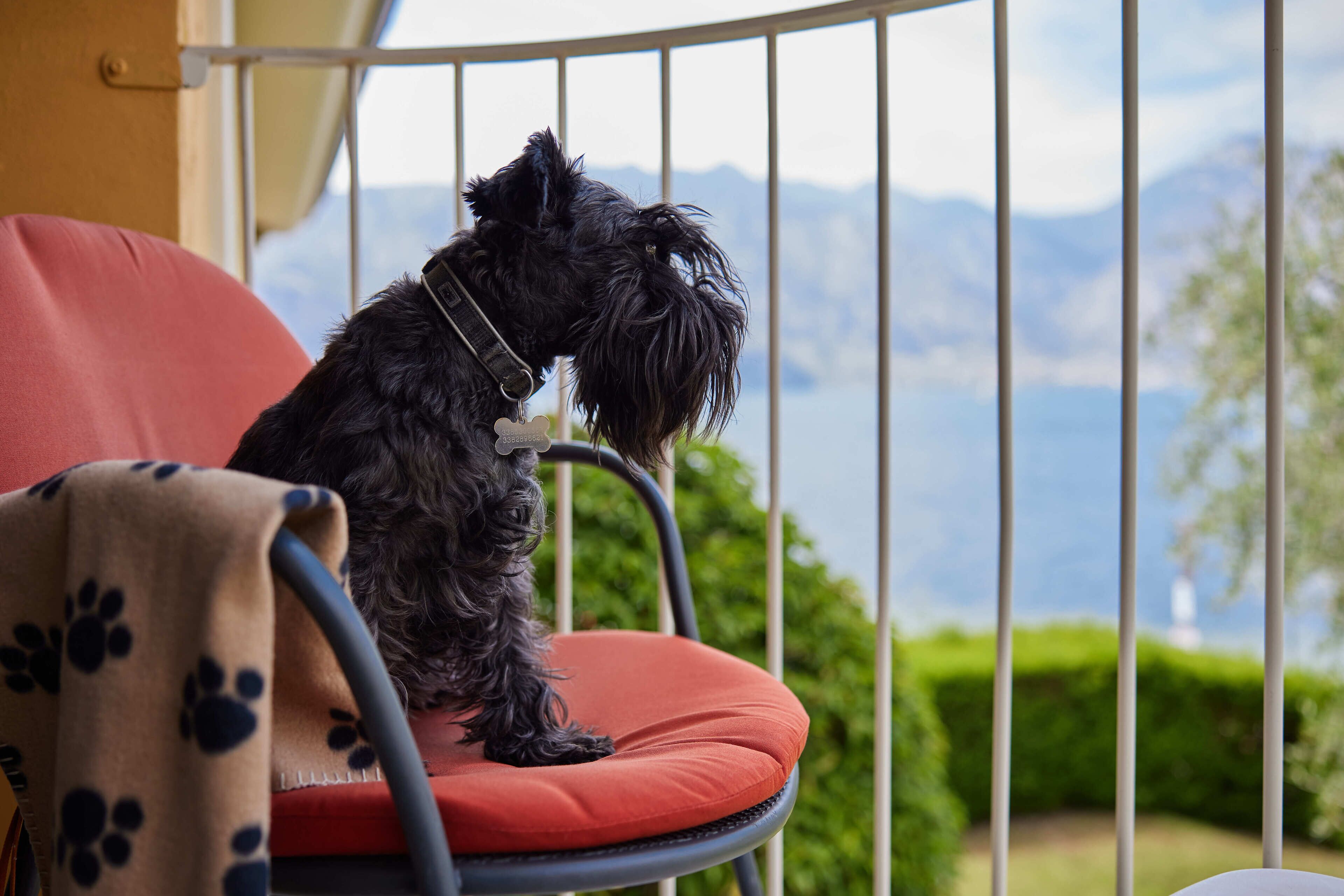 A small black dog sitting on a red chair with a metal frame, overlooking a scenic view of mountains and greenery.