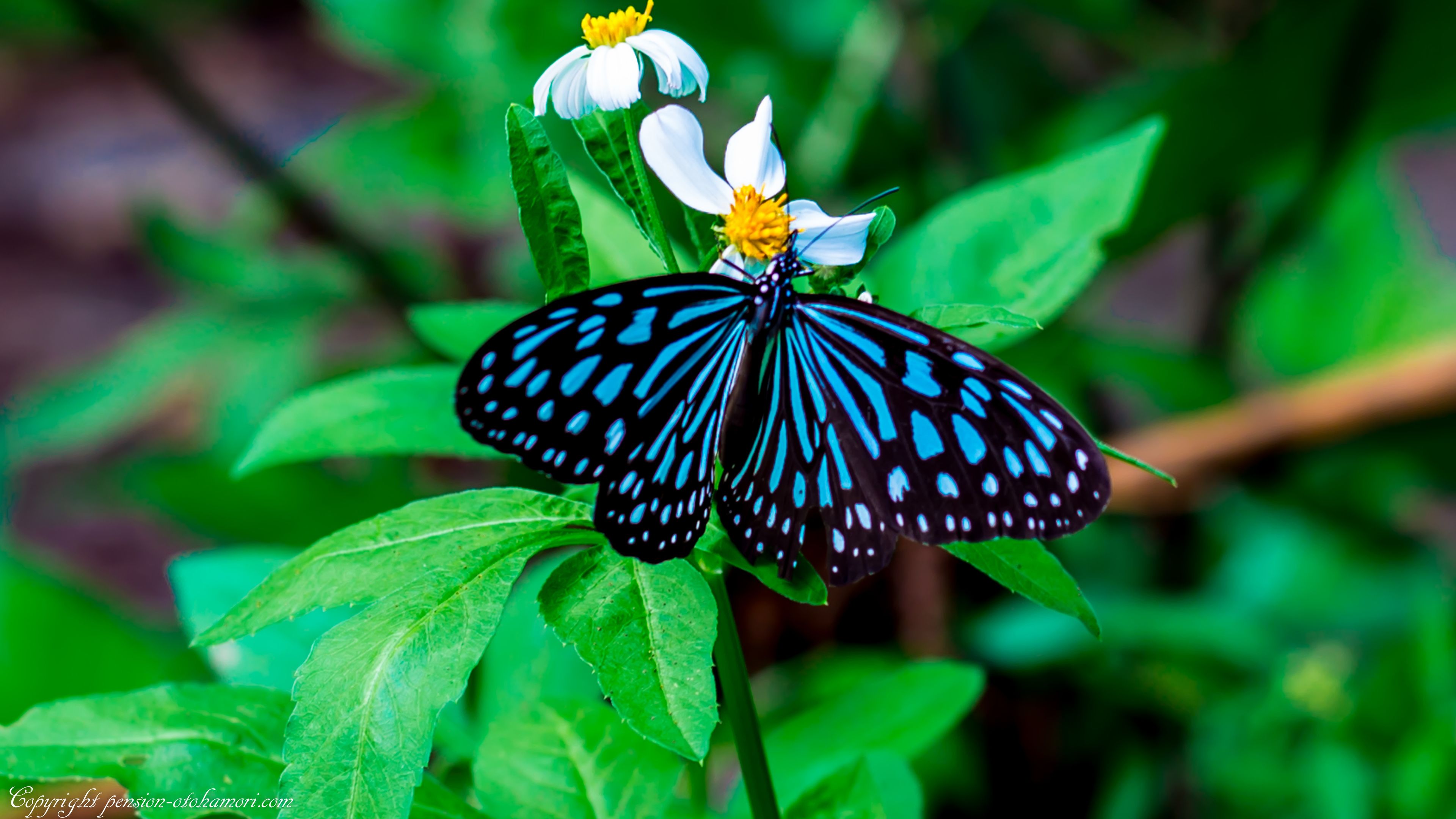 A butterfly on a plant with green leaves and a white flower with a yellow center.