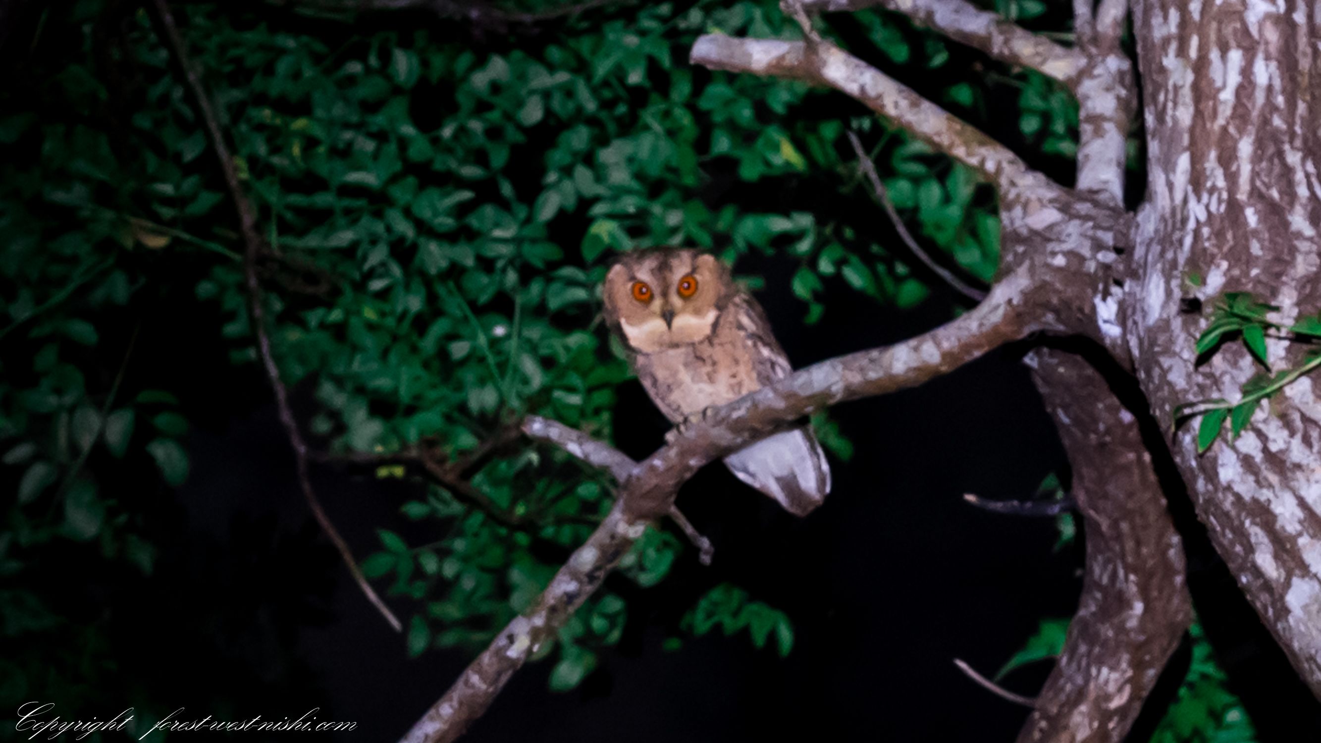 An owl perched on a tree branch.