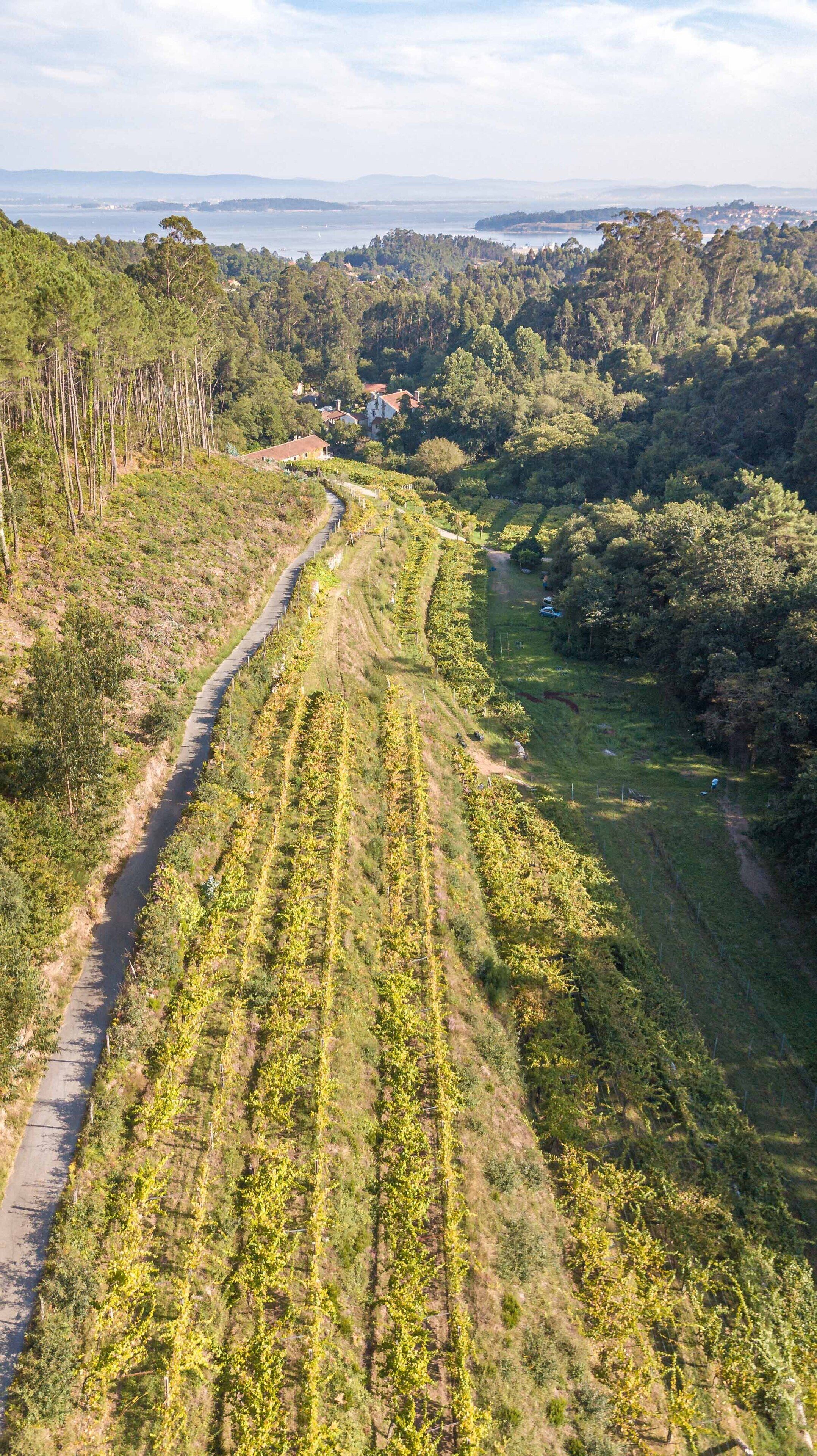 Un vignoble avec des rangées de vignes et un sentier sinueux.