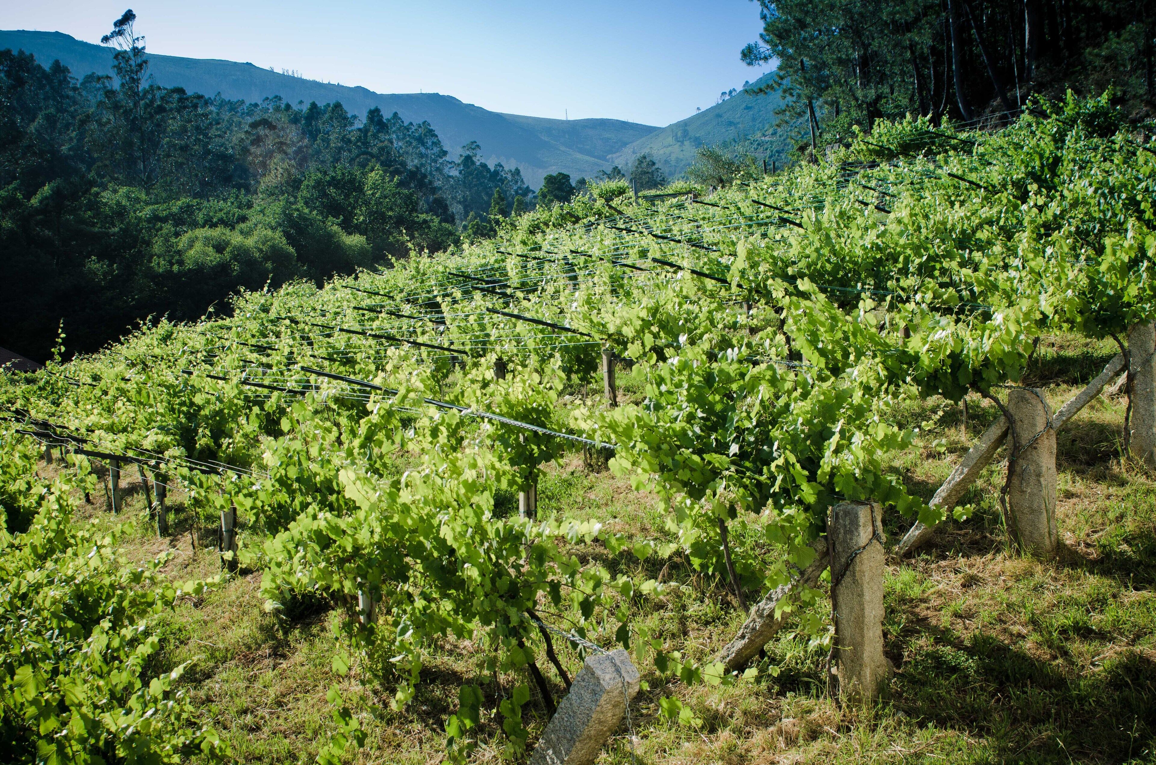 A vineyard with rows of grapevines supported by wooden stakes and wire.
