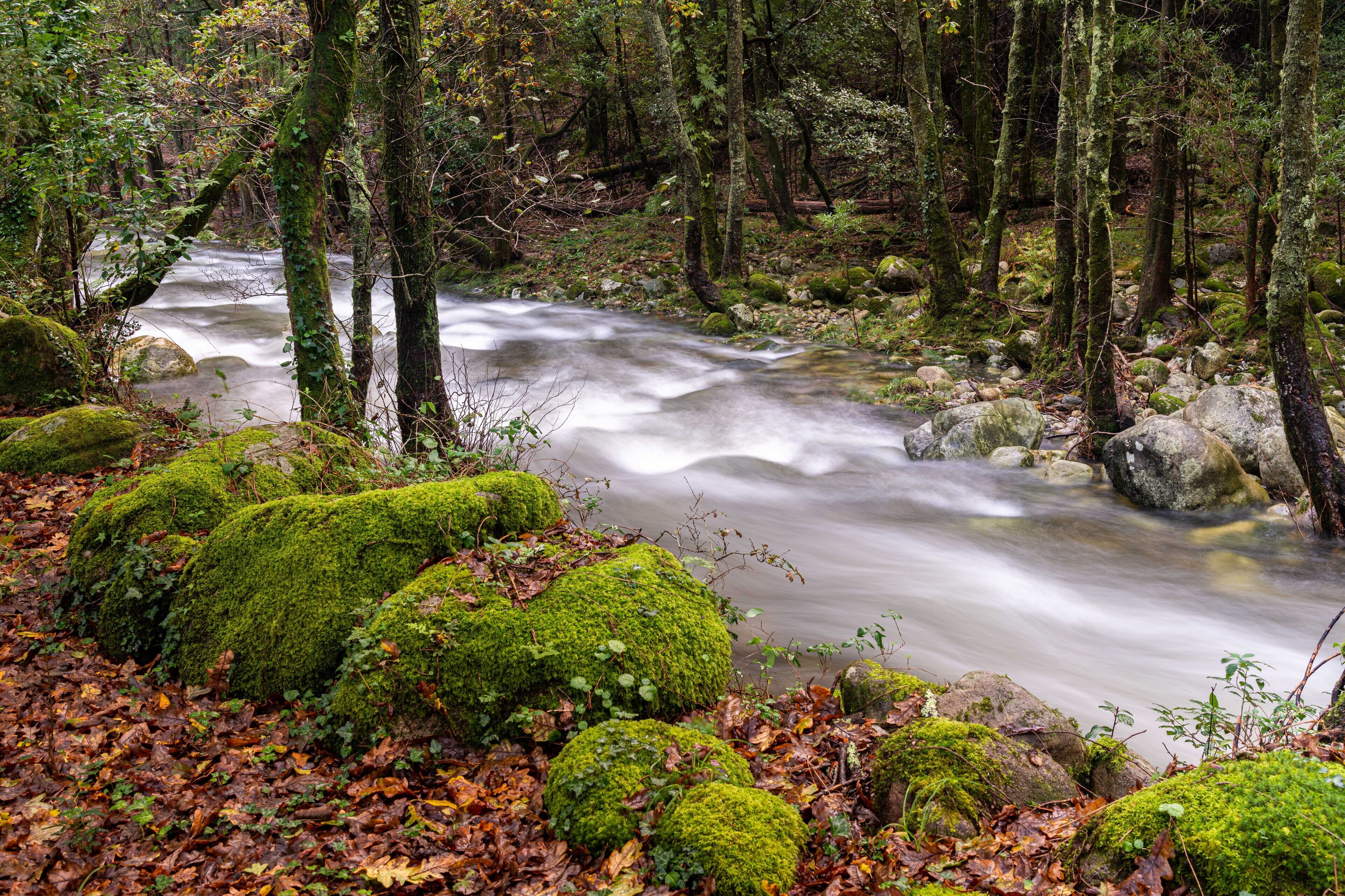 Un arroyo en el bosque con rocas cubiertas de musgo y árboles.