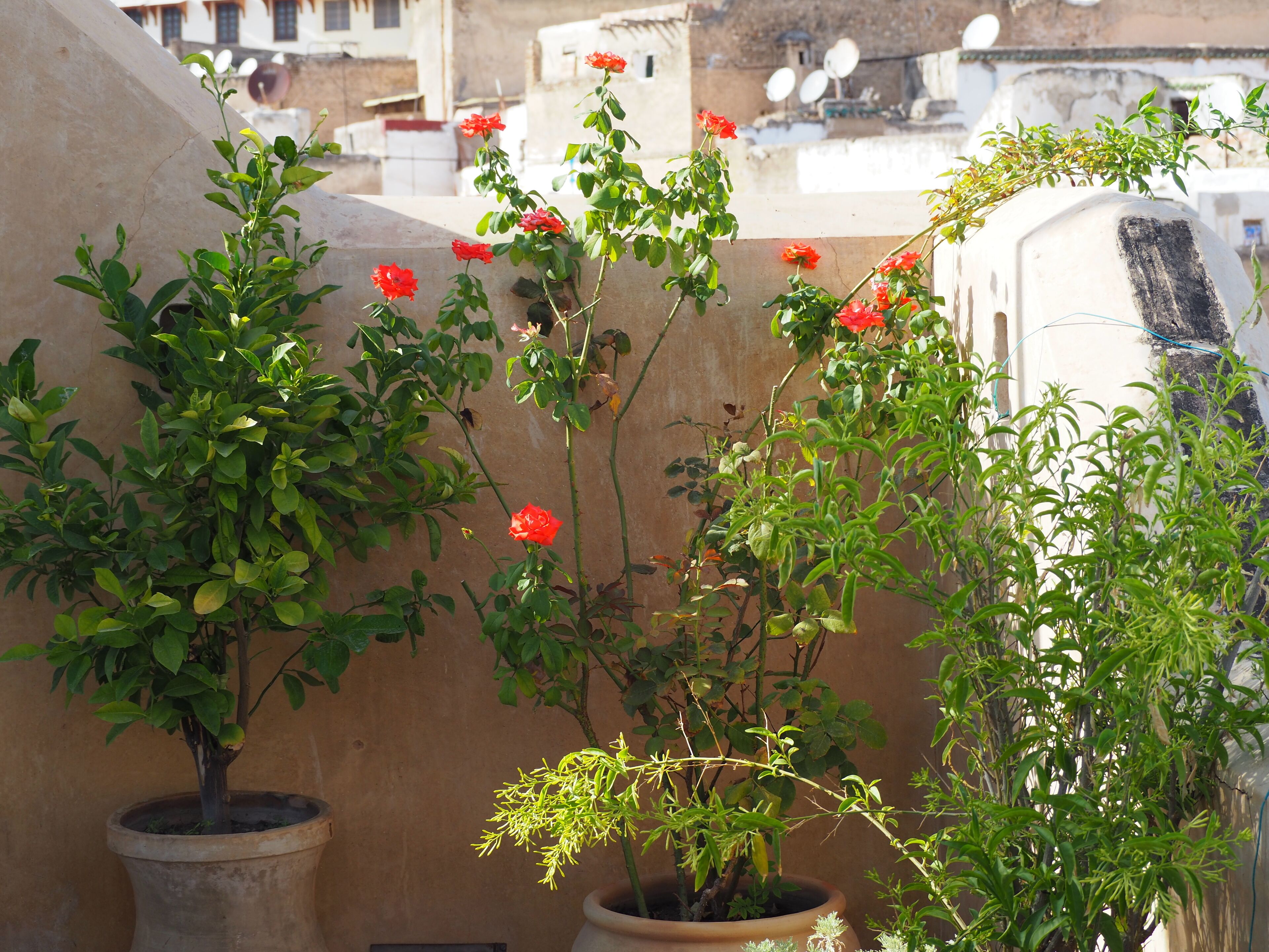 Foto - Dar Attajalli