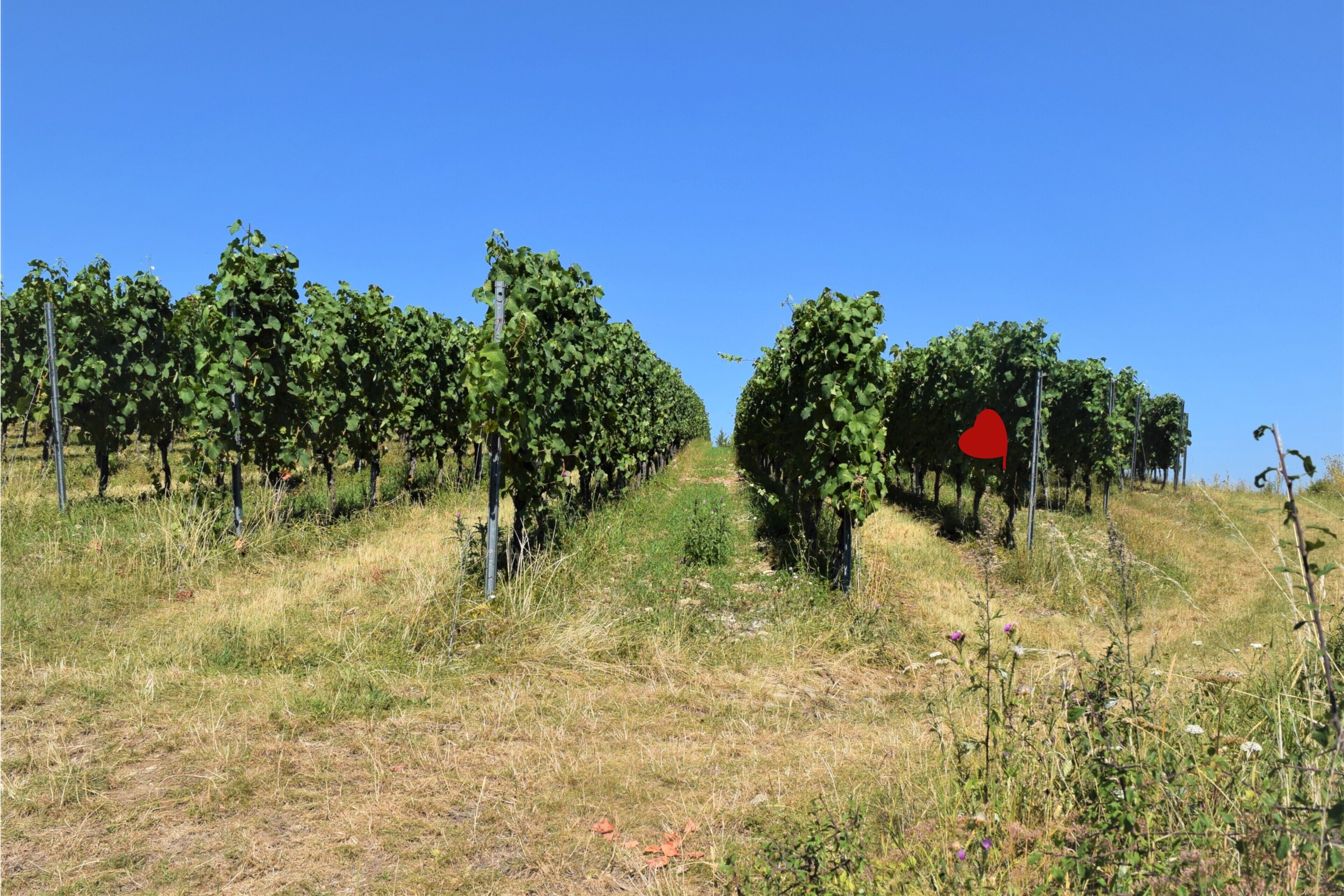 A vineyard with rows of grapevines on a hillside.