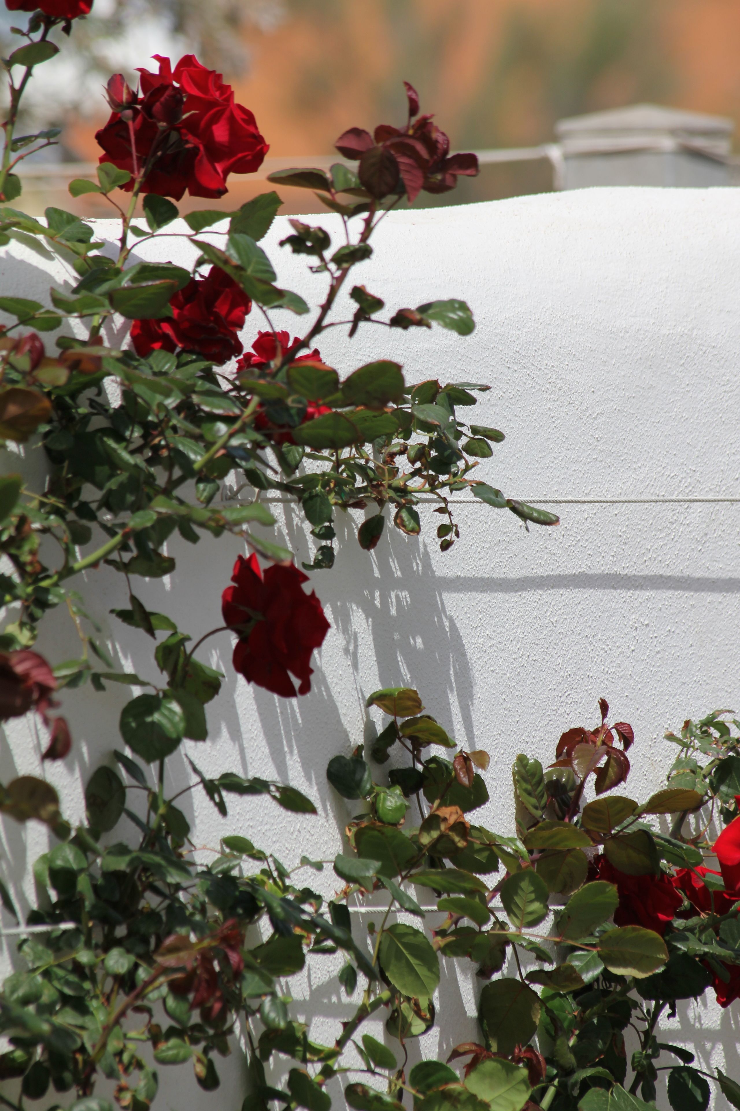 Paredes brancas com sombras de plantas trepadoras e flores vermelhas.