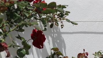 Paredes brancas com sombras de plantas trepadoras e flores vermelhas.