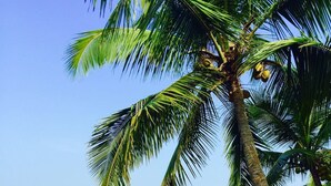 A beach with a palm tree, ocean waves, and a stone wall. - 36 Palms Boutique Retreat (Kochi)