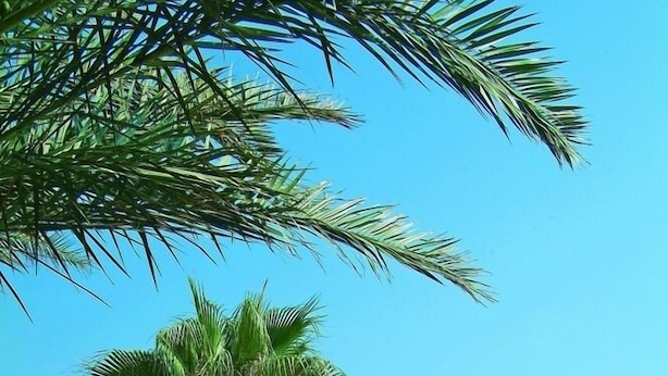 A beach with palm trees, umbrellas, and a view of the sea. - Rubi Hotel - All inclusive (Alanya)