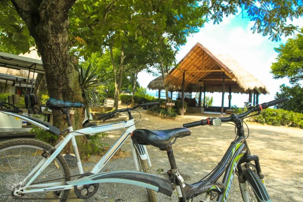 A bicycle parked near a tree, a thatched-roof structure, and a beach in the background.