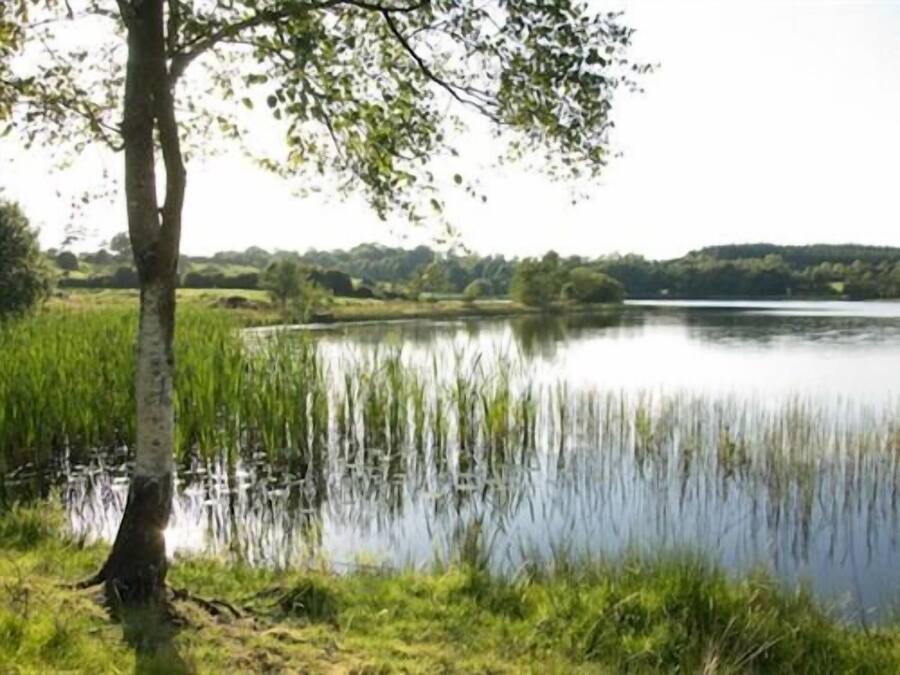 A calm lake with a tree in the foreground and a forested hill in the background.