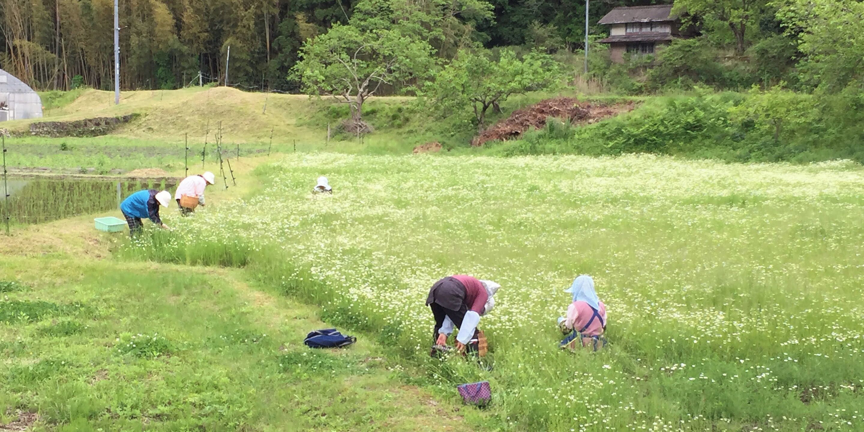 Un grupo de personas en un campo con un estanque y árboles al fondo.