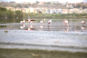 A body of water with several birds, likely flamingos, standing in it. - Hotel Villa Fanny (Cagliari)