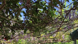 Un espacio exterior cubierto con un sendero de piedra, una pérgola adornada con flores moradas y un edificio de ladrillo con tejado verde.