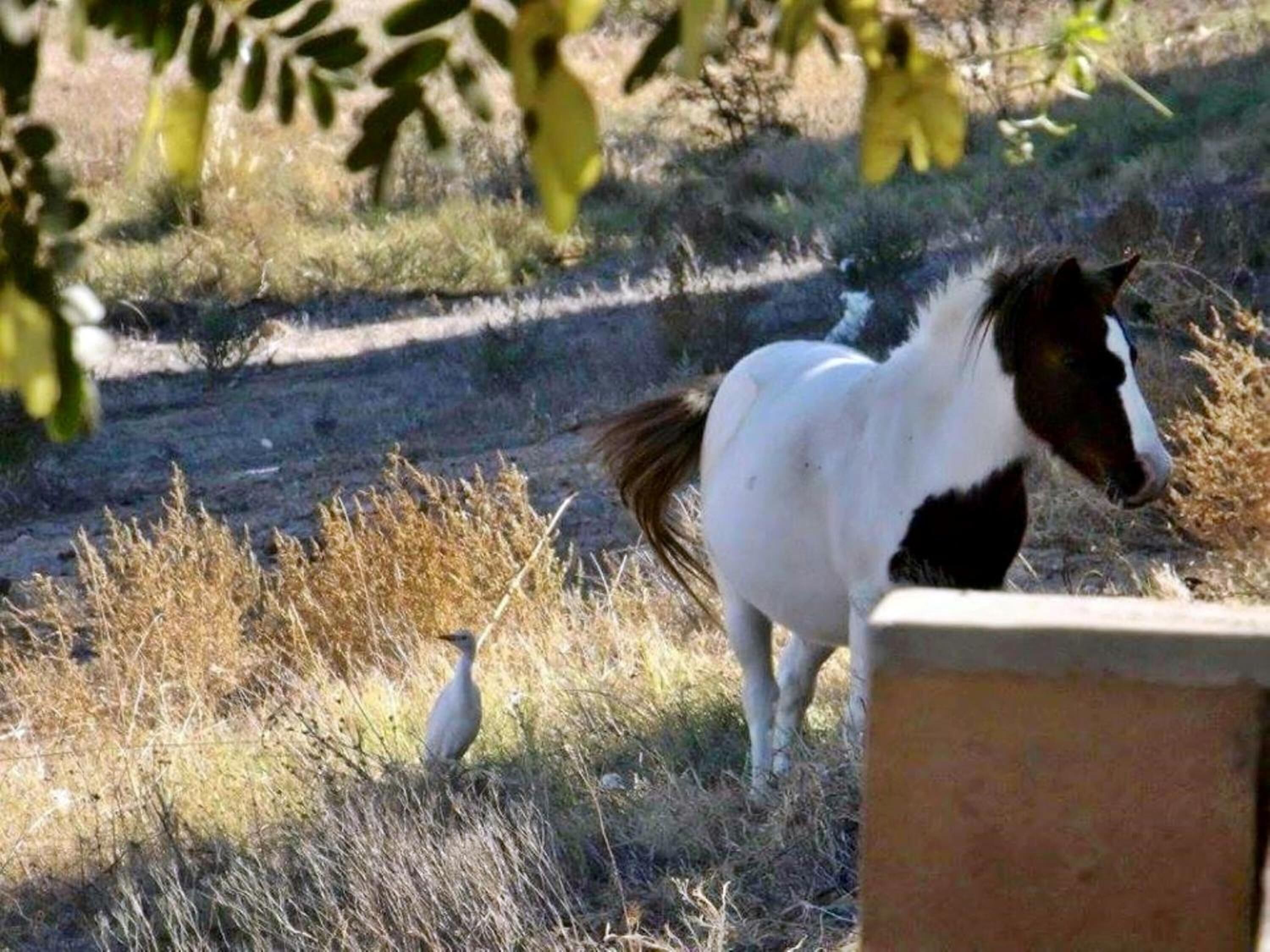 Een paard en een vogel in een natuurlijke omgeving met dor gras en bomen.