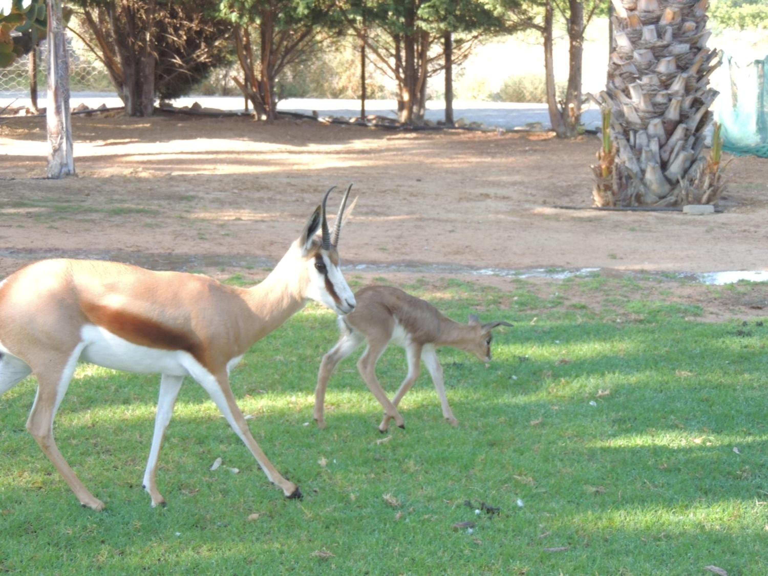 A grassy area with two antelopes and a palm tree.