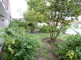 Jardim