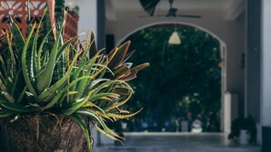 Une plante en pot, aux feuilles vertes et jaunes, placée dans un pot rustique sur une surface recouverte de gravier.