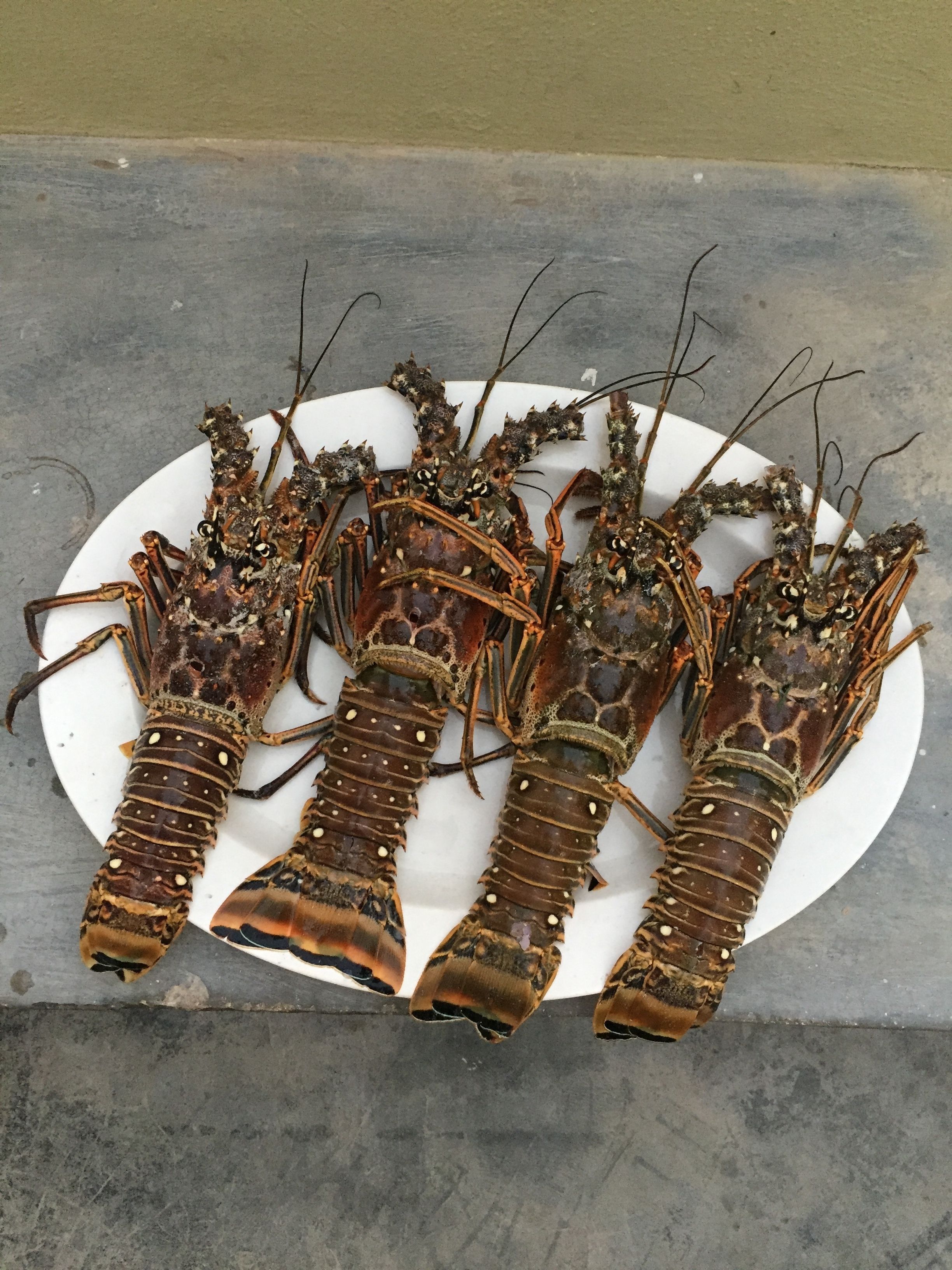 الطعام والشراب
