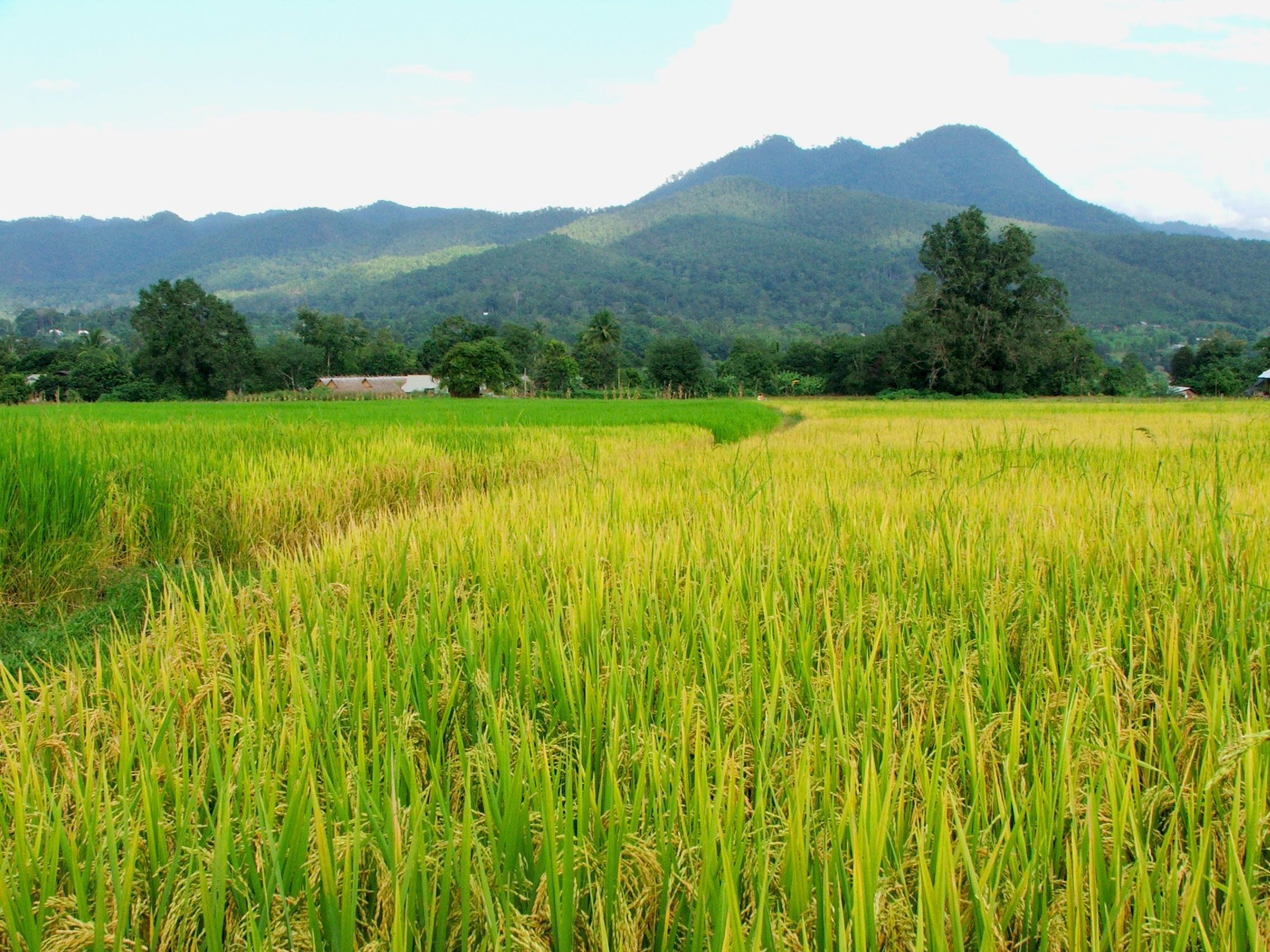Un exuberante campo de arroz verde con una montaña al fondo.