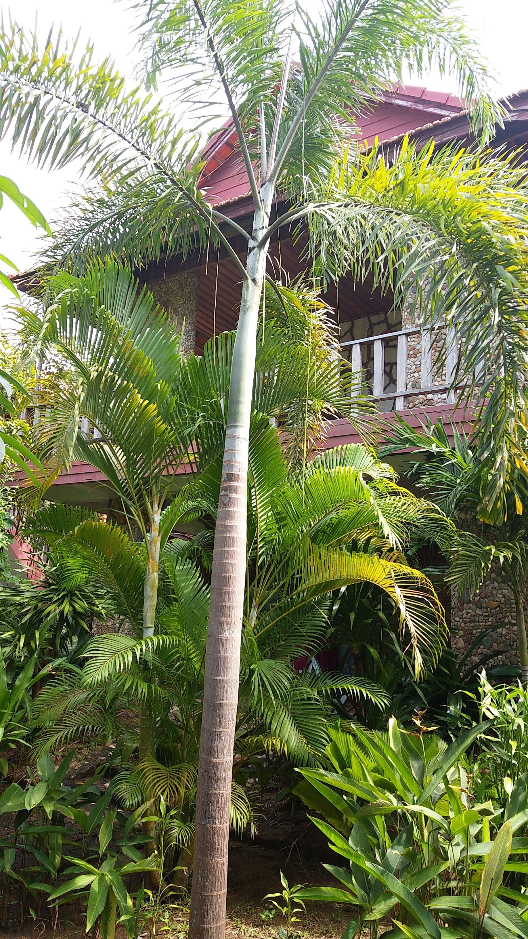 Eine hohe Palme in einem Garten mit einer Steinmauer und einem Gebäude mit rotem Dach im Hintergrund.