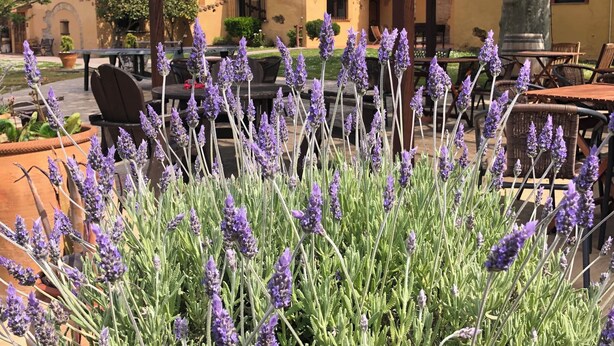 Un espacio de estar techado al aire libre con una pérgola, rodeado de plantas de lavanda.