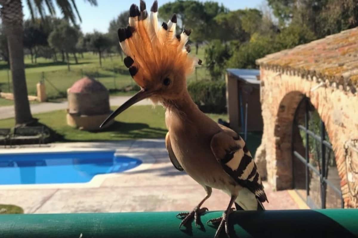 A bird with a distinctive crest on its head perched on a railing.