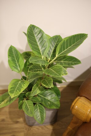 A potted plant with broad green leaves in a gray pot. - Welcome House (Suwon)