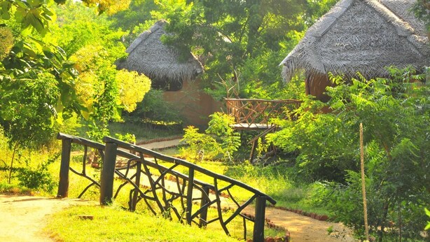 A rustic wooden bridge leading to thatched-roof huts surrounded by lush greenery. - Beddegama Eco (Thissamaharama)