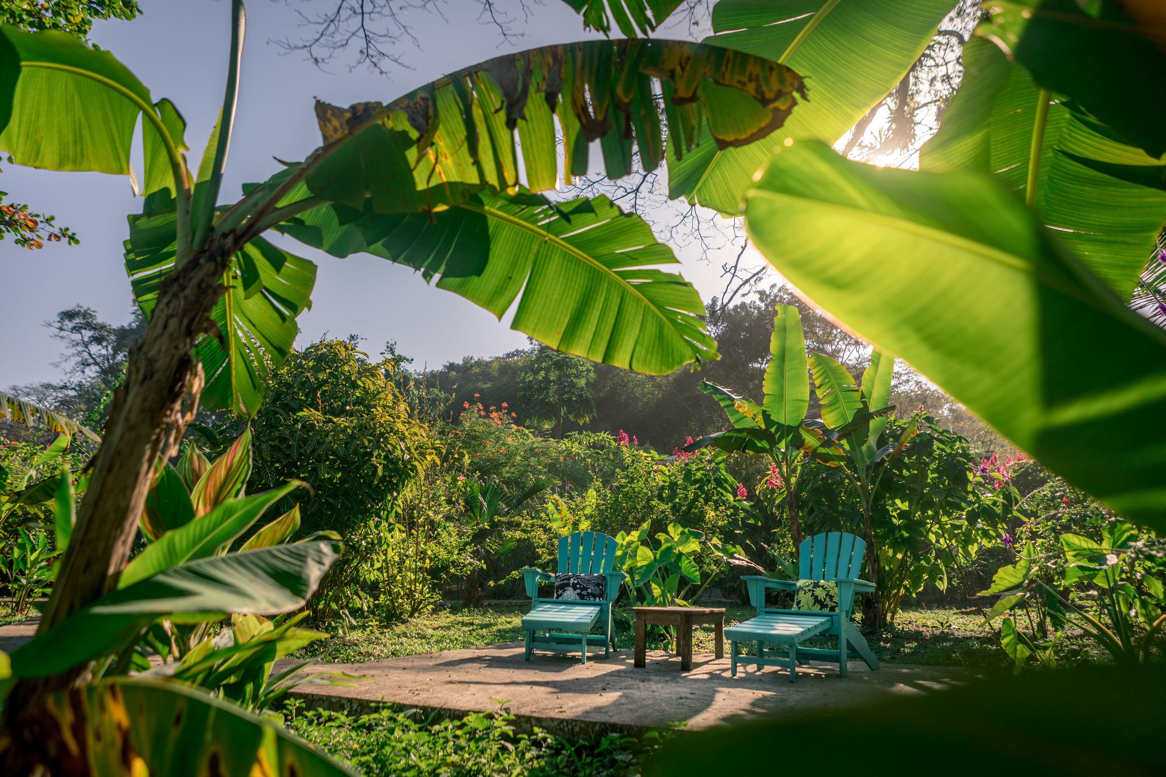 A garden with two turquoise Adirondack chairs and a small table, surrounded by lush greenery and banana plants.