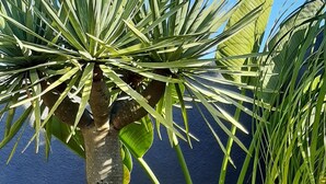 Une plante tropicale aux grandes feuilles et à la tige haute, se dressant devant un mur bleu.