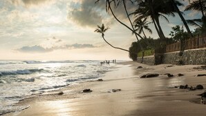 Una playa con palmeras y un muro de piedra.