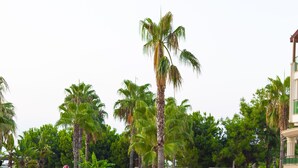 Unclassified image, 2 of 51, button - Bella Resort & Spa - All Inclusive (Manavgat)
