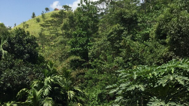 A glass-enclosed area with a view of a lush green hillside and dense forest. - Hanthana House (Kandy)