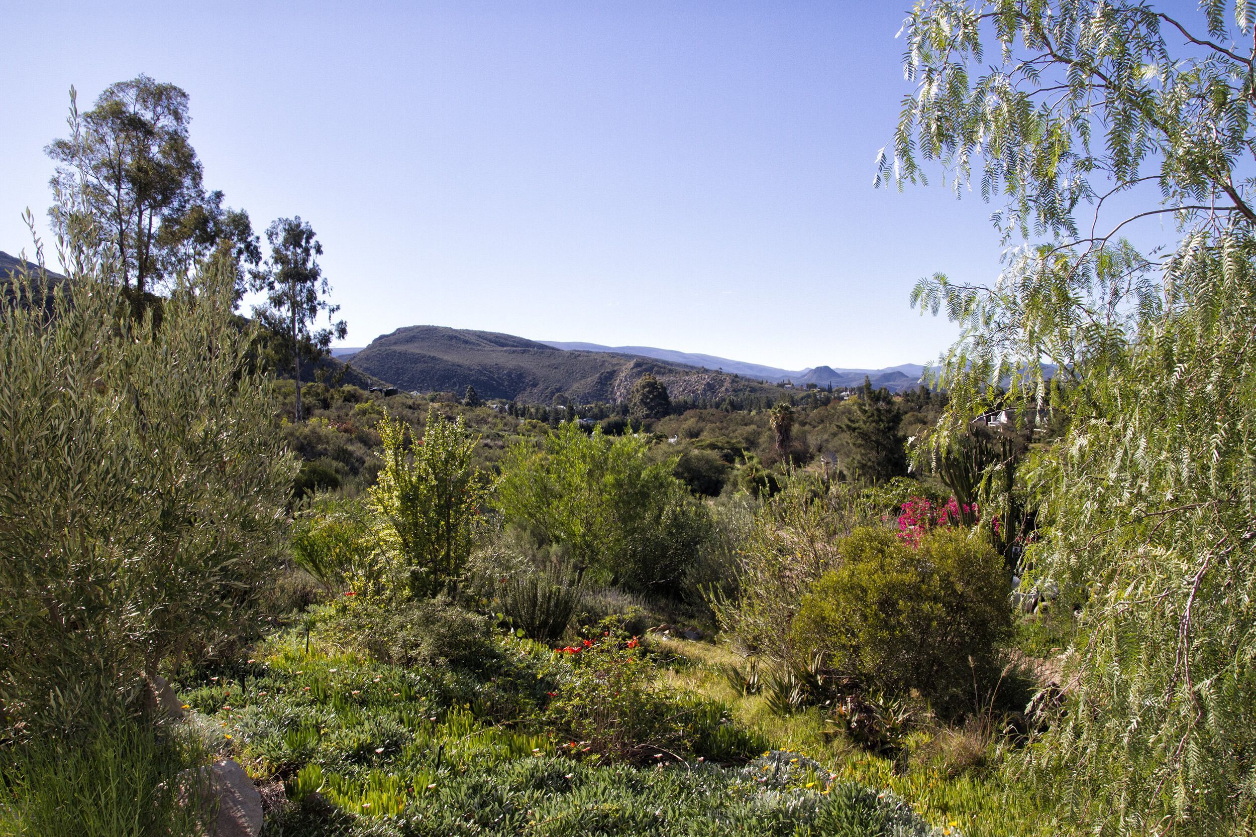 A natural landscape with various plants and trees, a clear sky, and distant hills.