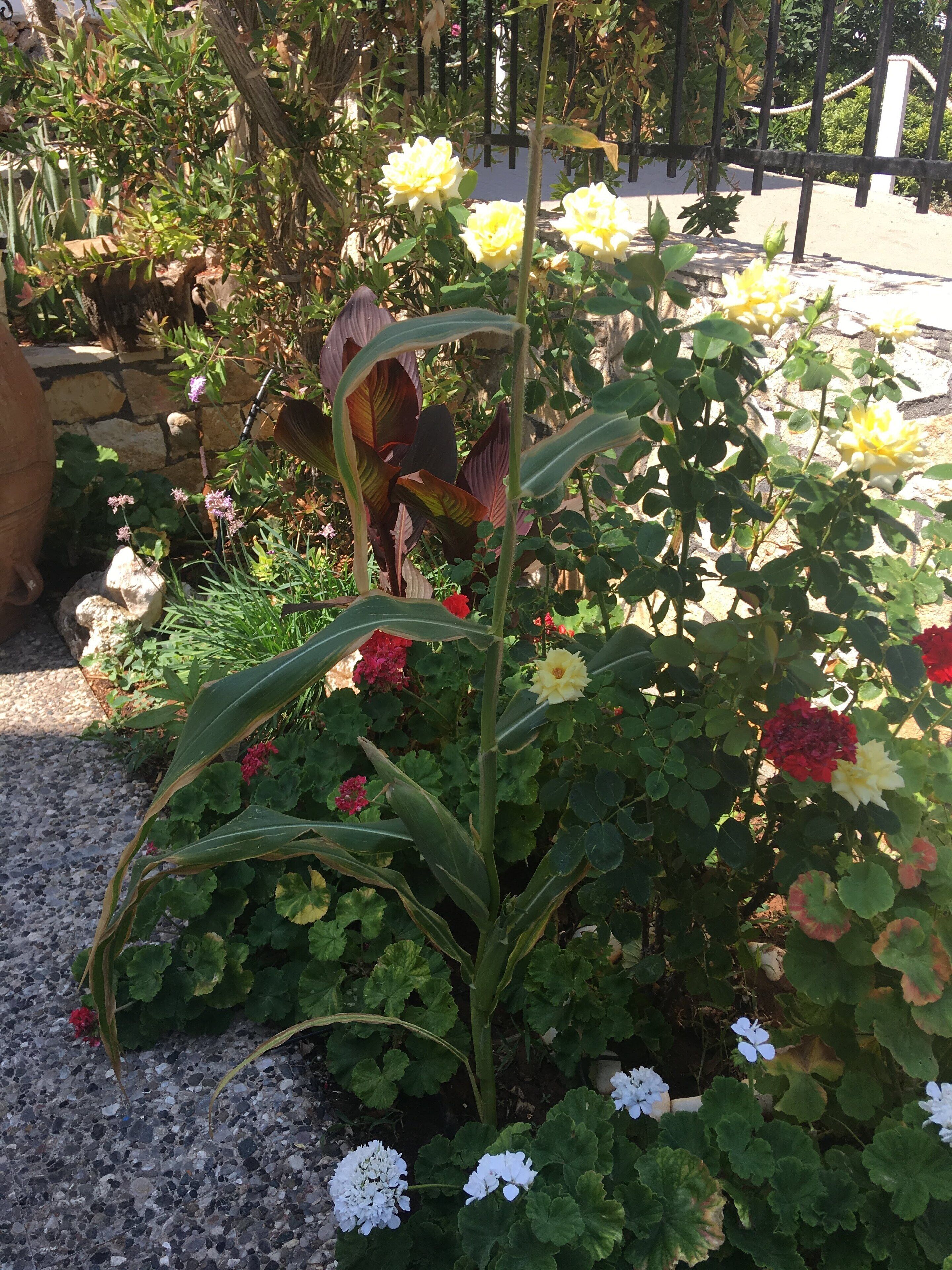 A garden with various plants and flowers, including yellow and red blooms, and a stone wall in the background.