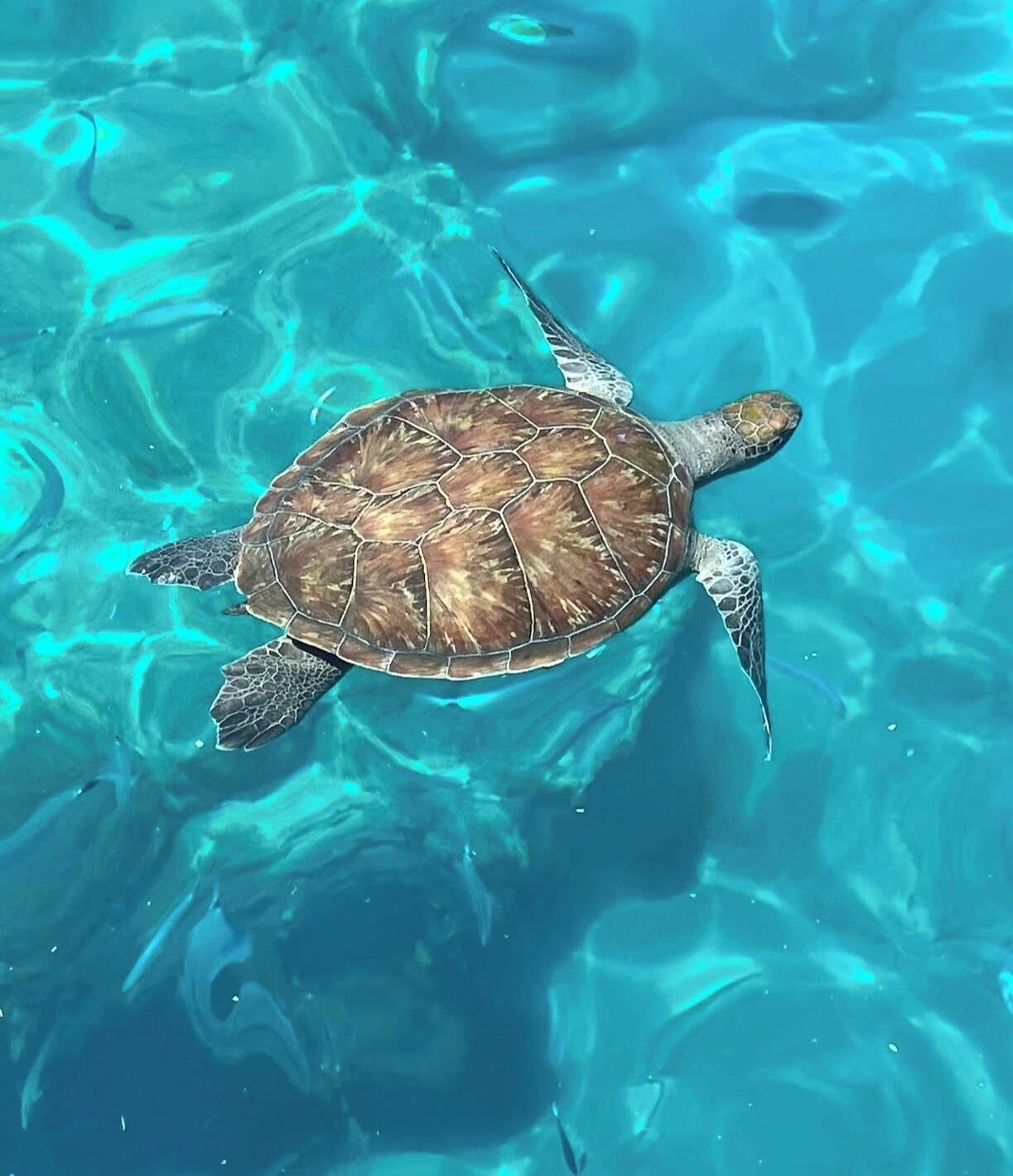 A sea turtle swimming in clear blue water.