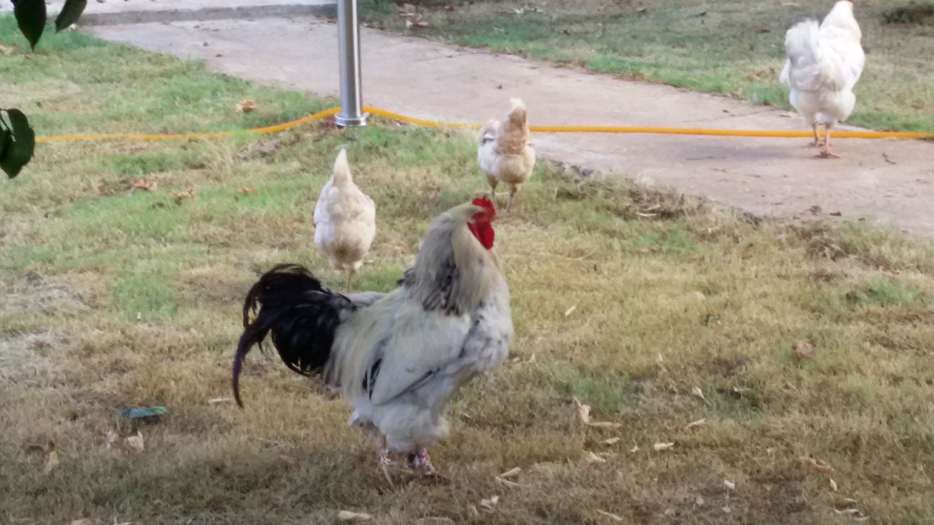 A group of chickens on a grassy area with a metal pole and a yellow hose in the background.