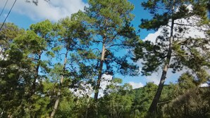 A forest of tall pine trees with a clear blue sky above. - Hostel Roma Inn 2 (Kalaw)
