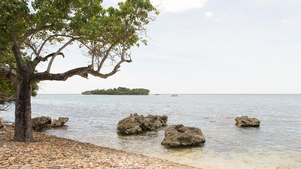 A rocky beach with a large tree and calm sea. - Paradise on the Rocks (Negril)