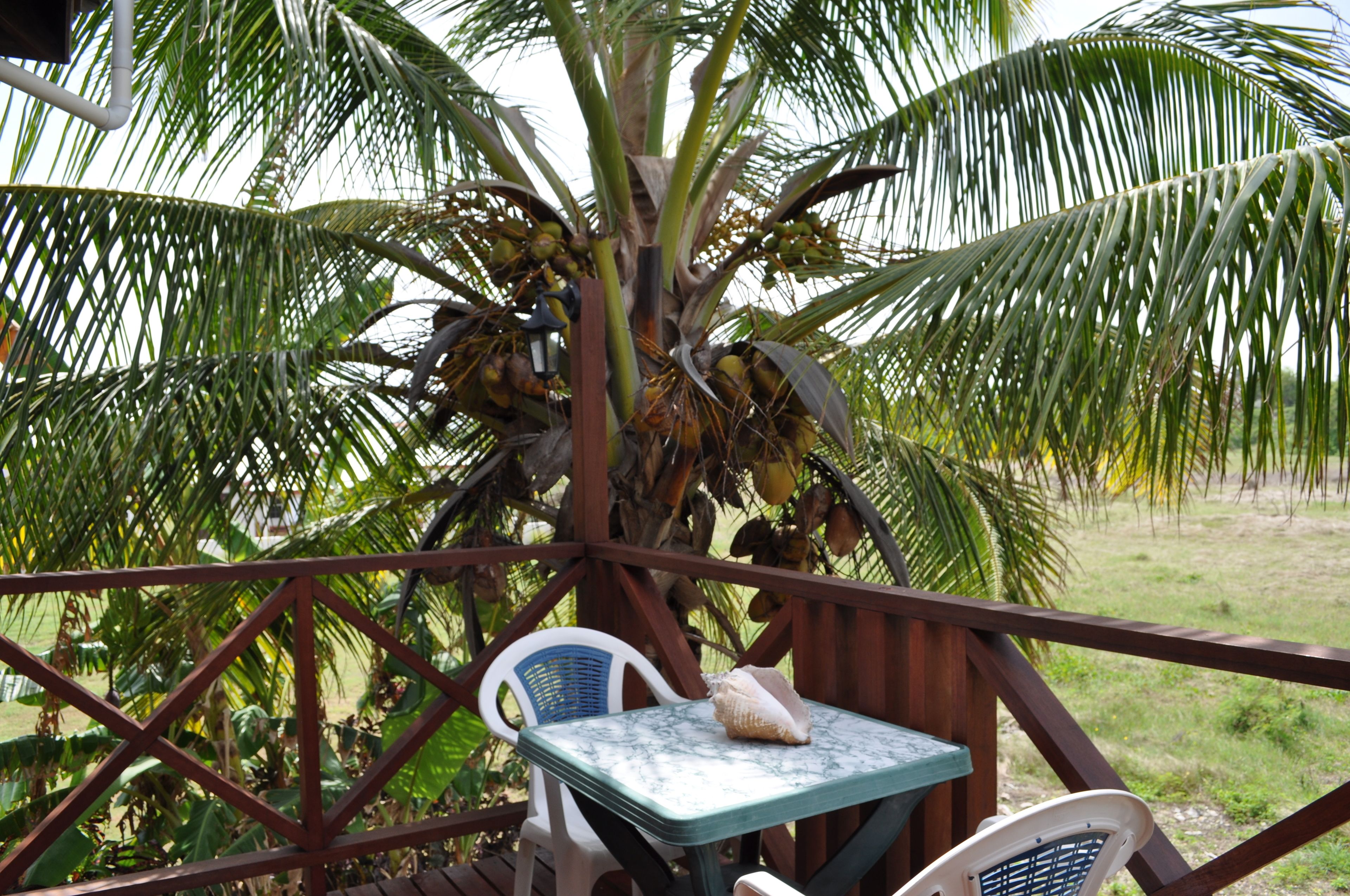 studio, garden view (white coconut) | view from room