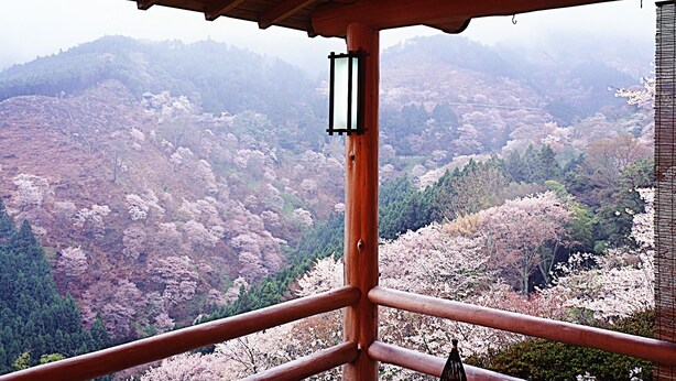 Una casa de té japonesa tradicional con vistas a flores de cerezo y un farol de piedra.