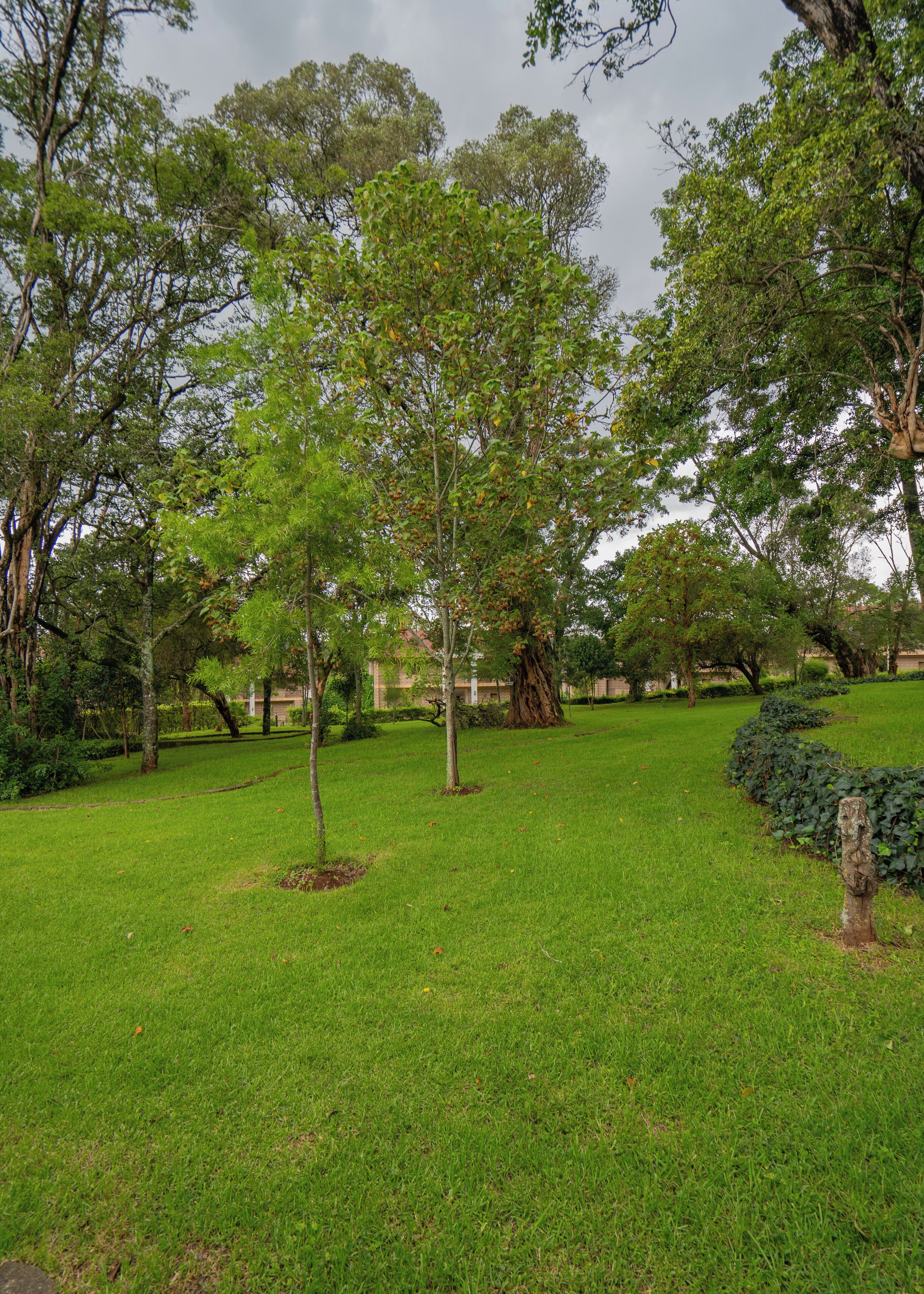 A park with a variety of trees and a well-maintained grassy area.