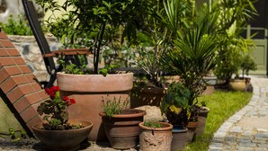 A variety of potted plants and a brick wall. - Appart.Bog2 (Görlitz)