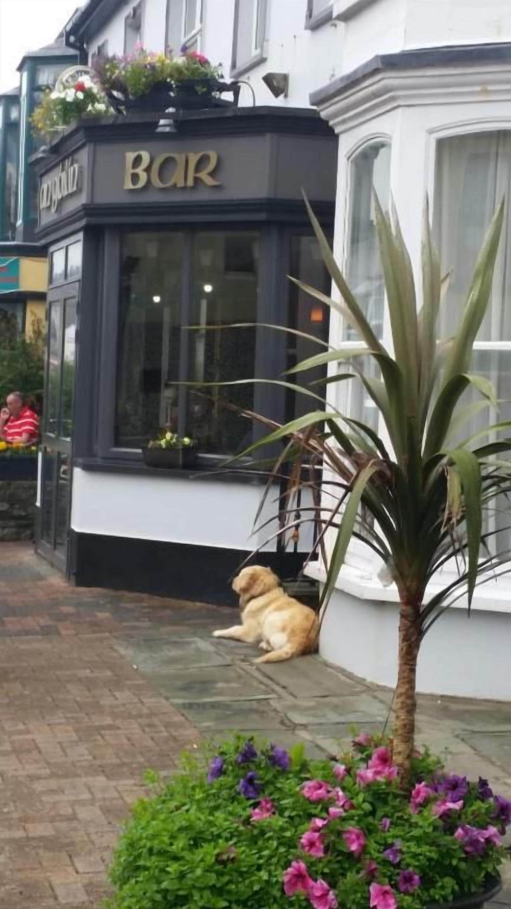 A building with a 'BAR' sign, a dog sitting outside, and a small palm tree.