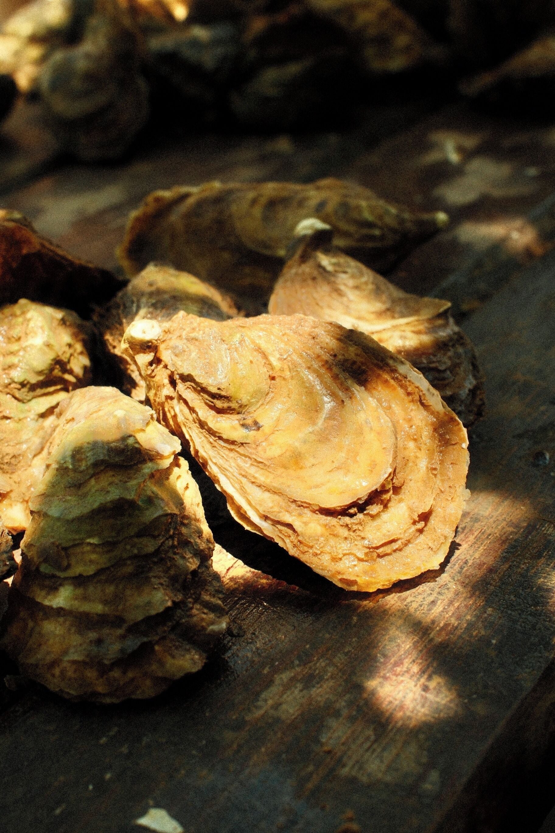 A close-up of oysters on a wooden surface.
