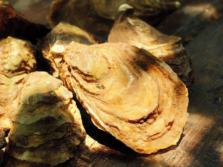 A close-up of oysters on a wooden surface.