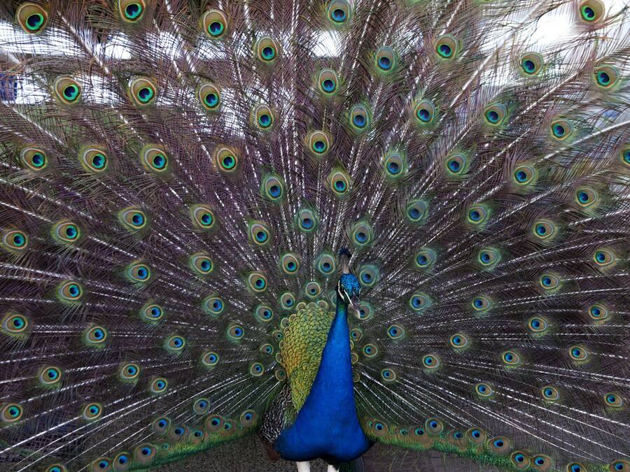 Un pavo real con sus plumas completamente desplegadas.