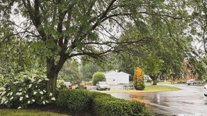 A residential street with a large tree, a white house, and parked cars. - Spruce Lane Lodge and Cottages (Lancaster)
