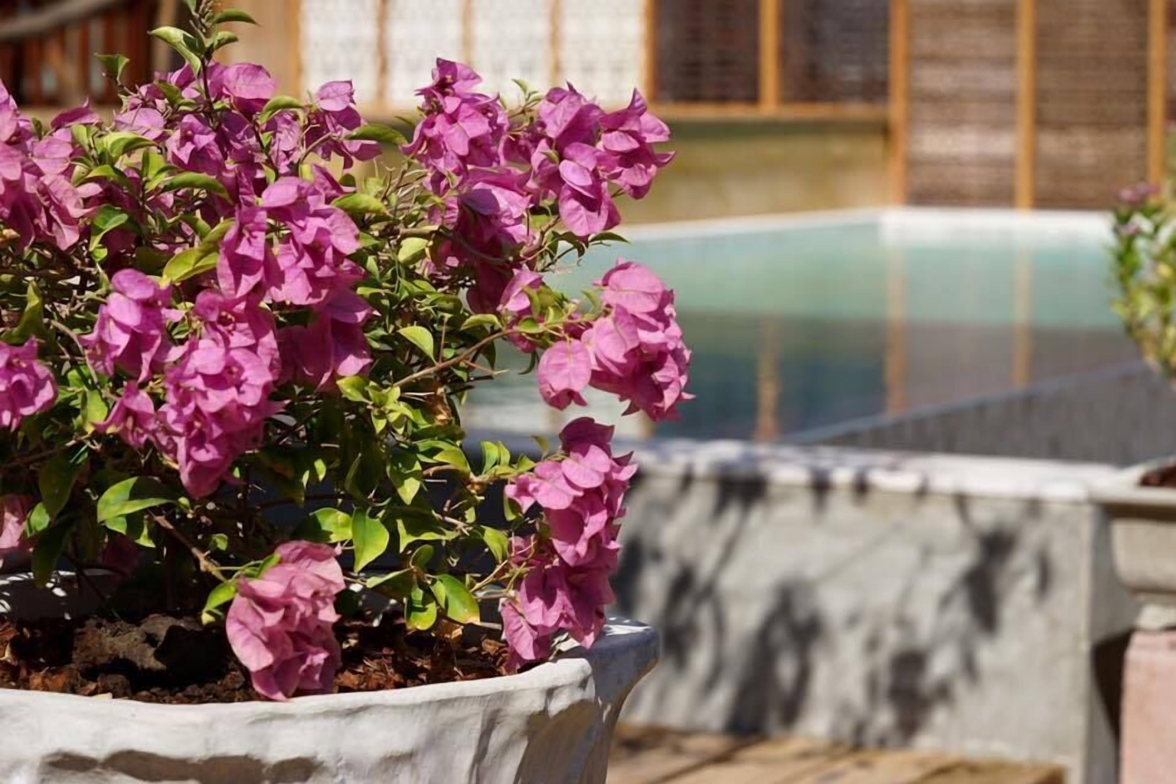 A potted bougainvillea plant with pink flowers in a white pot.